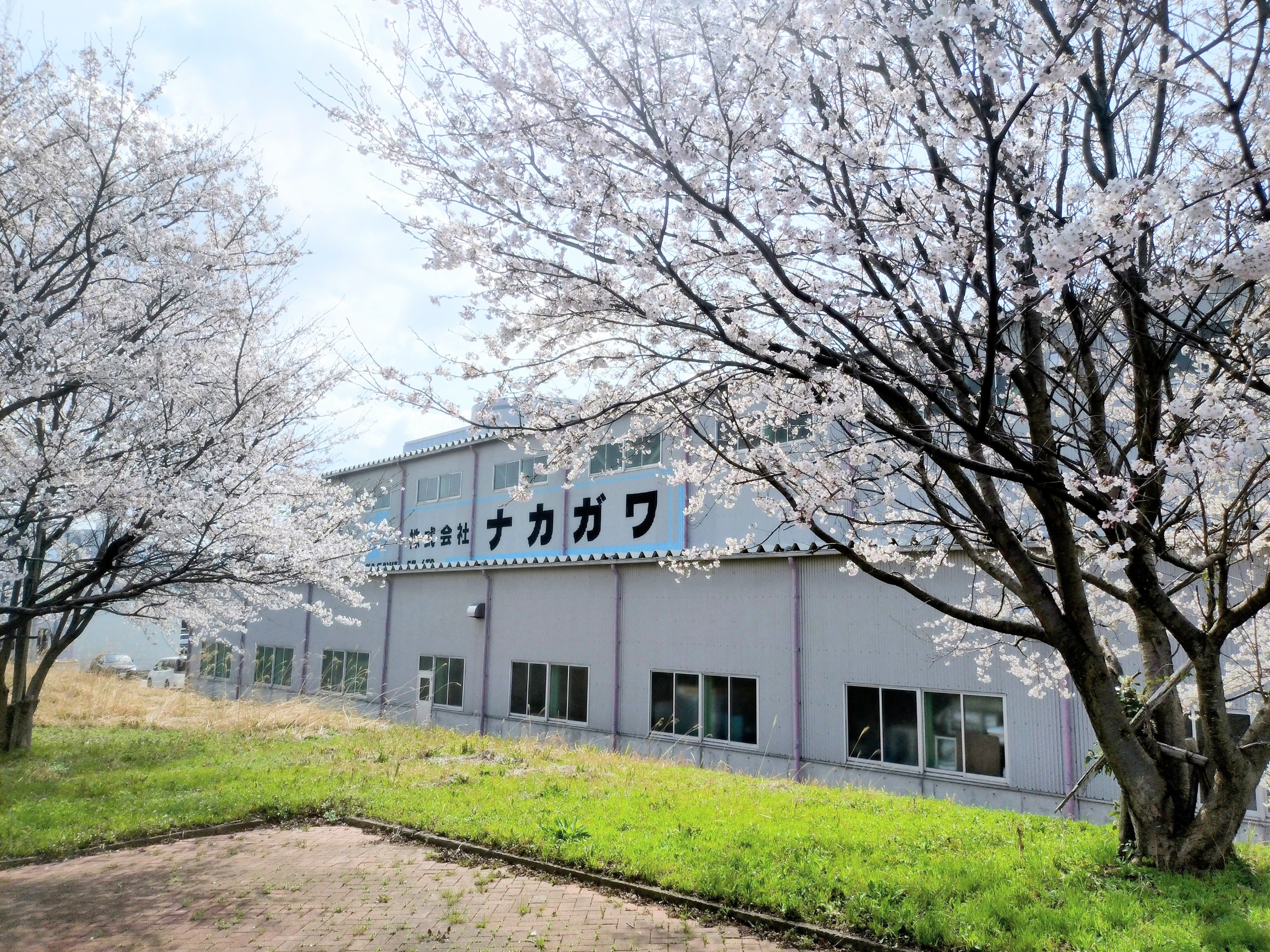 会社周辺の桜が満開